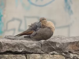 El curioso significado de las palomas posadas en los hombros: ¿mito o realidad?