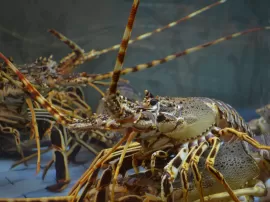 El simbolismo de soñar con cangrejos: Descubre el significado detrás de estos comunes sueños marinos