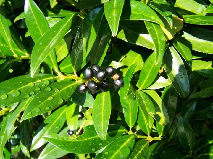 alfaguara negra