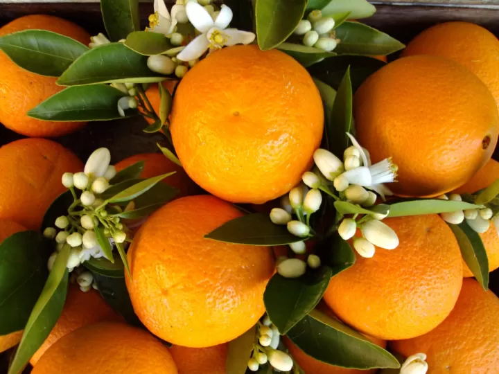 aromas de azahar