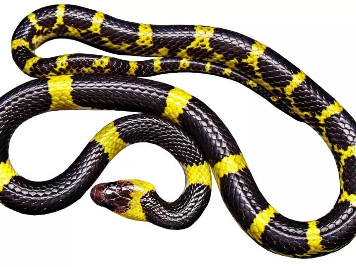 aros negros