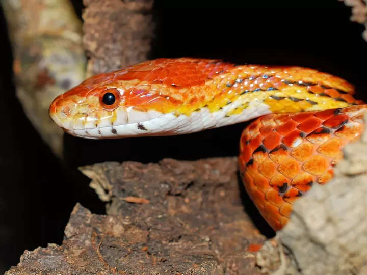 candela figueras jair dominguez familia