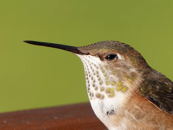 colgante colibri