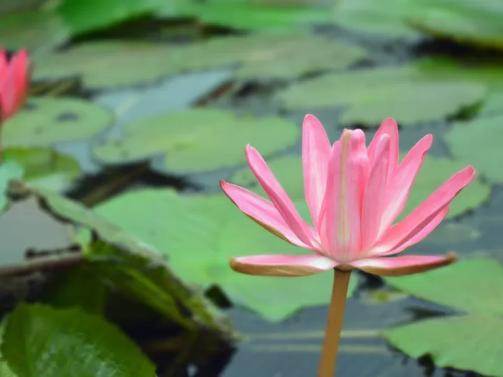 colgante flor de loto