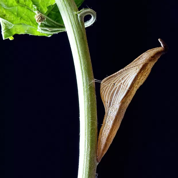 colgante mariposa