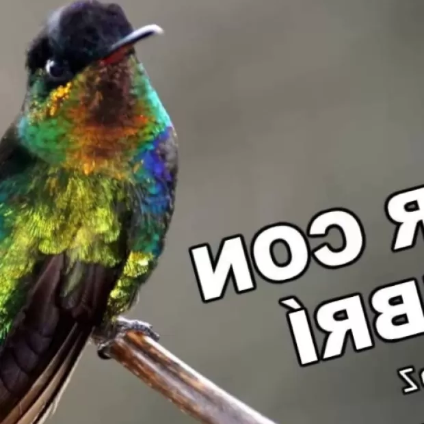 Descubre el significado espiritual detrás del colibrí como tótem animal ...