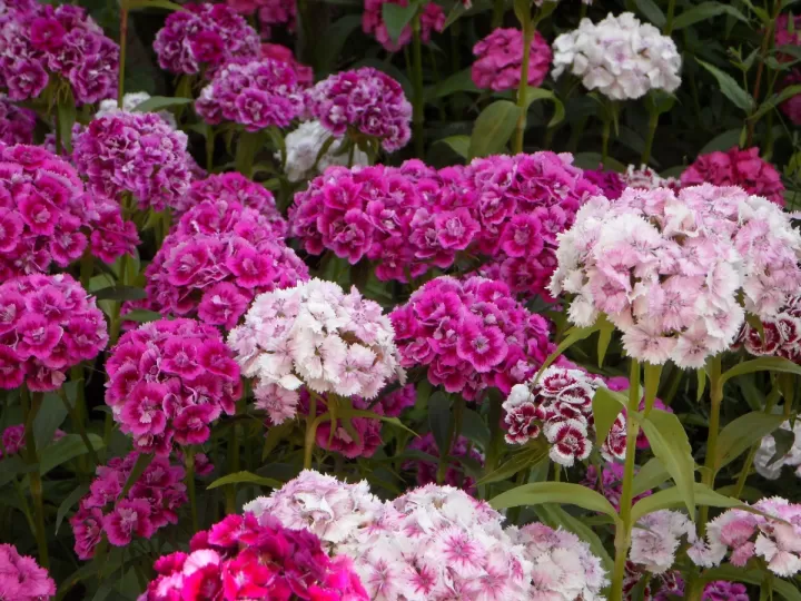 conos rosados
