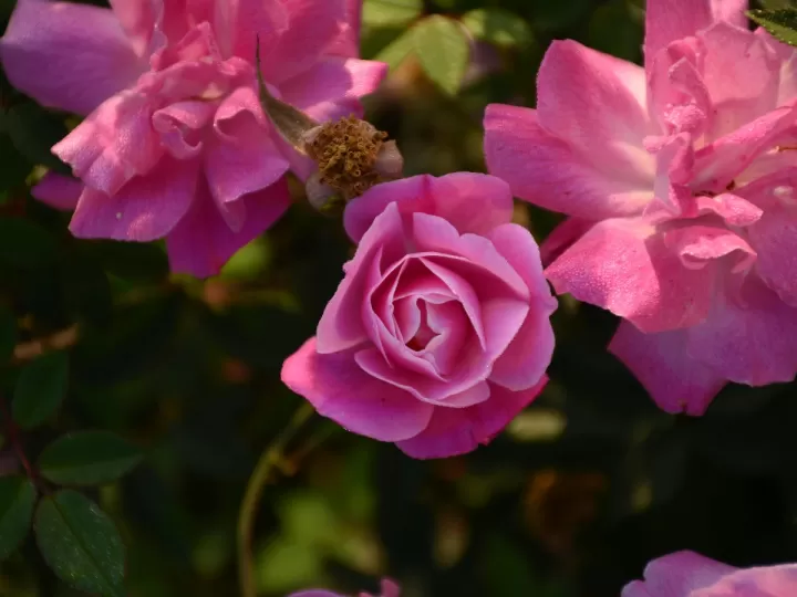 el jardi de les palmeres