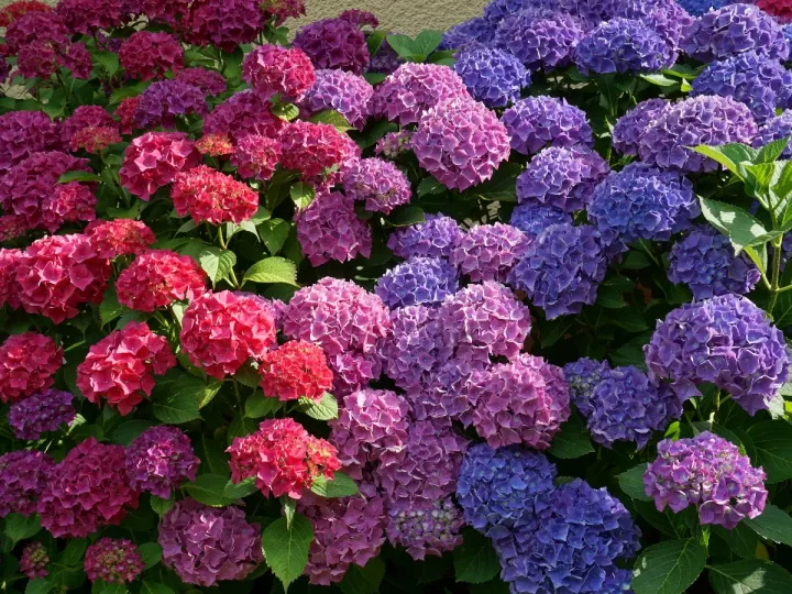 el sol y sus flores