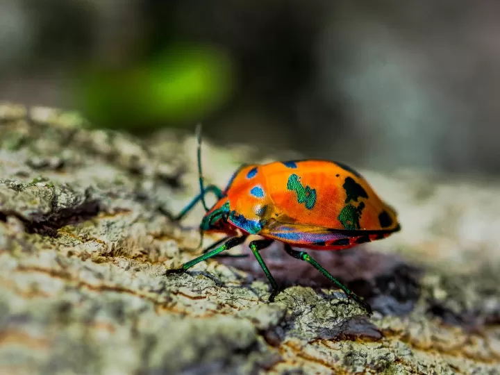 harlequin iberica