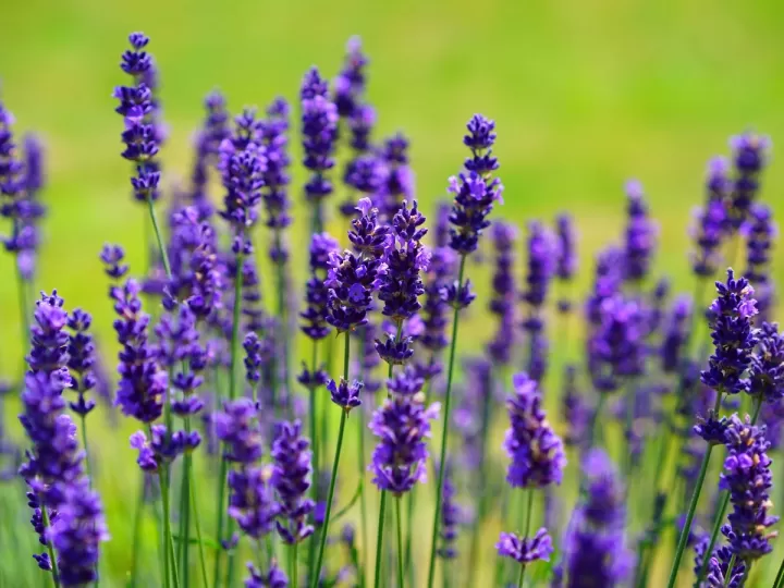 la memoria de la lavanda