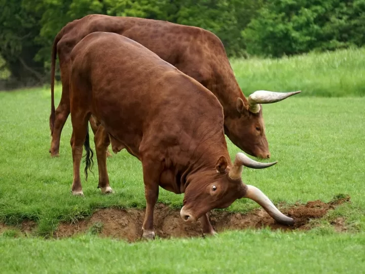 moteros tranquilos toros salvajes