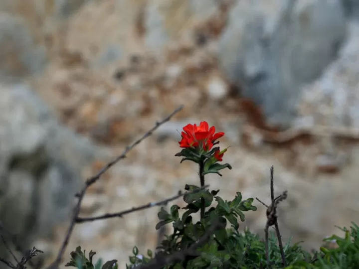 paraules de 5 lletres