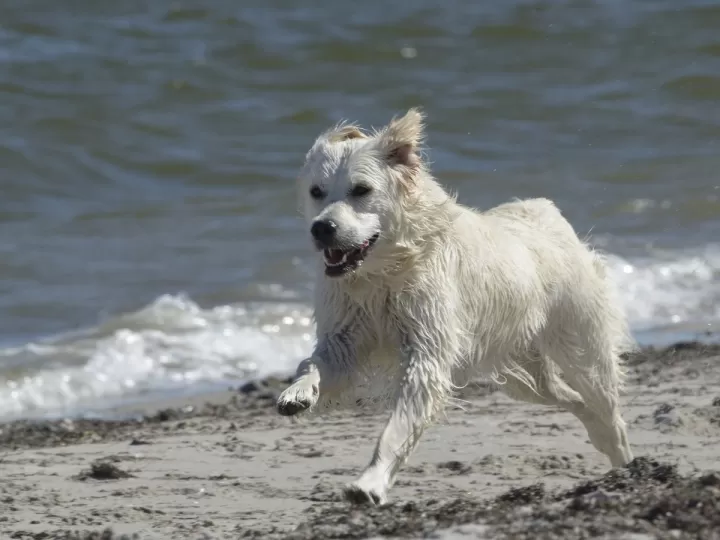 perro negro miguel angel oeste