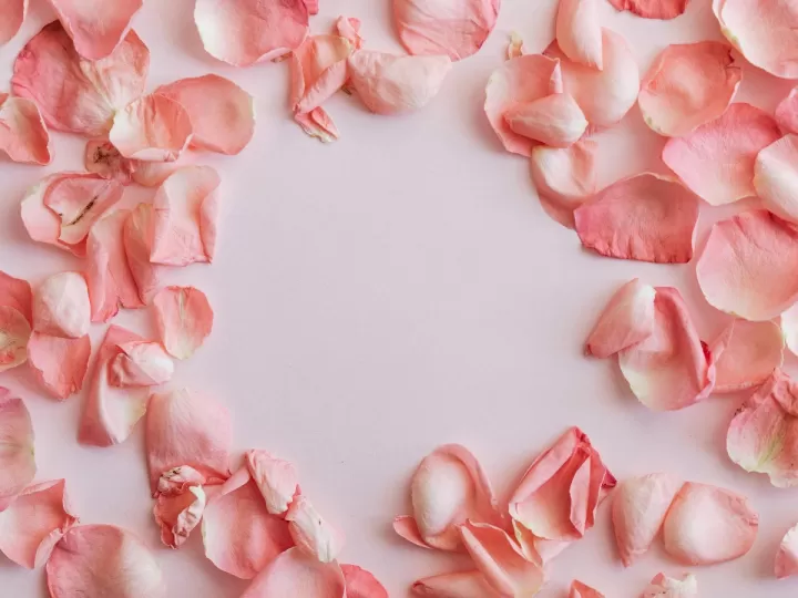 petalos de rosa