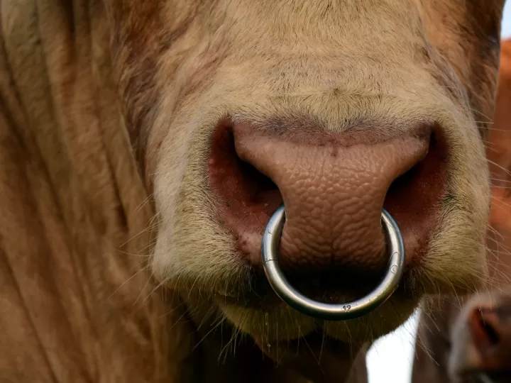 piercing nariz aro con bolita