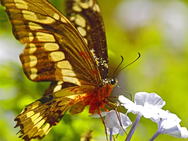 pulseras de mariposas