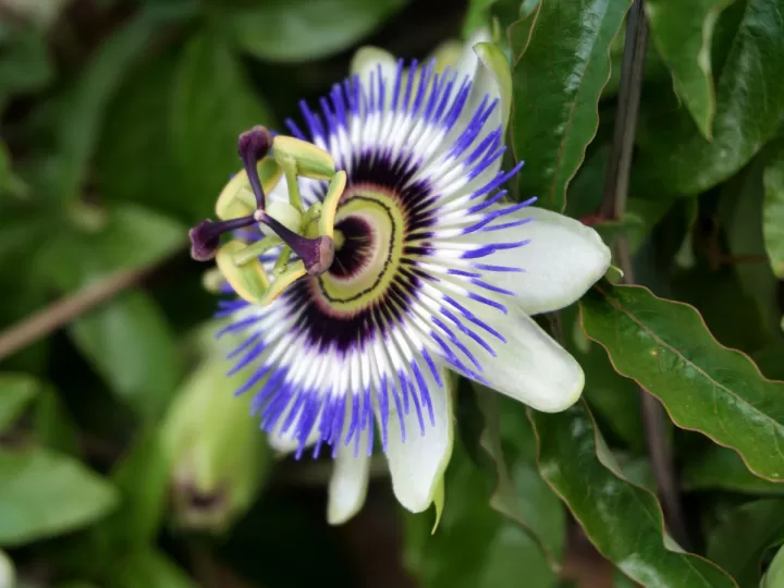 pura pasion annie ernaux