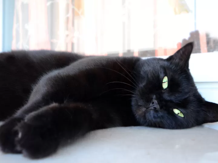 se comera mis ojos el gatito