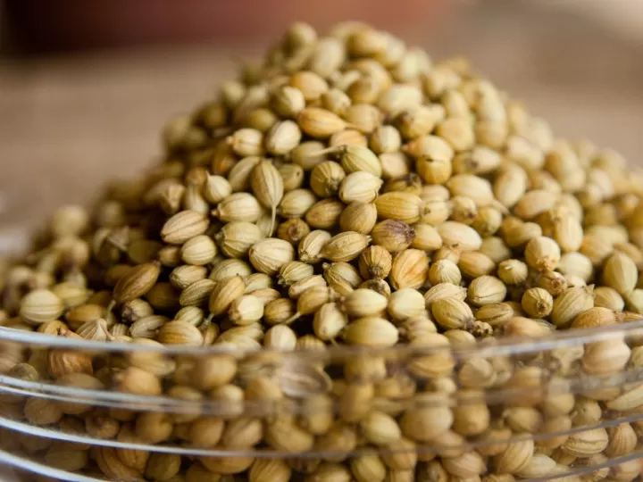 semillas de cilantro