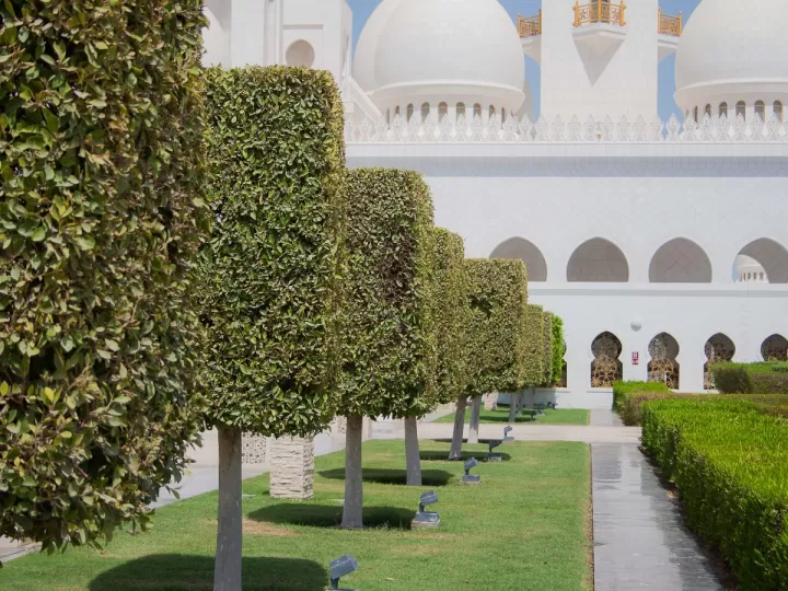 shungita propiedades