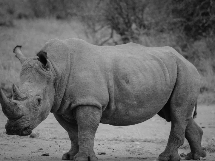 tres cuerpos salvajes