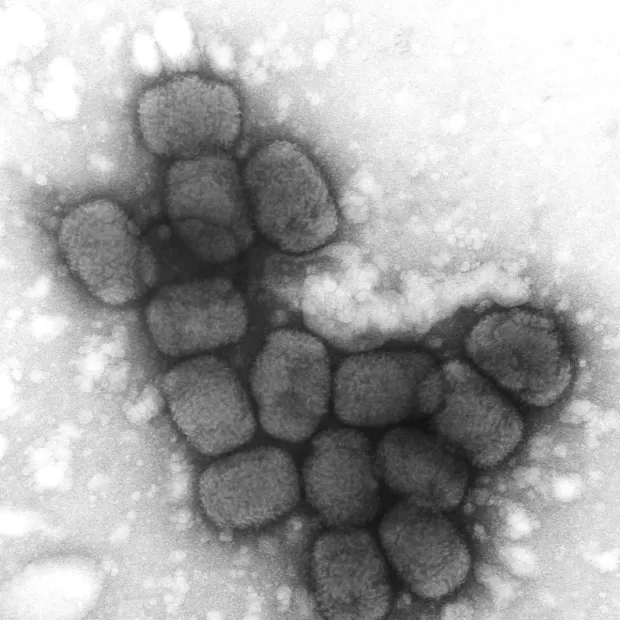 un virus en apuros