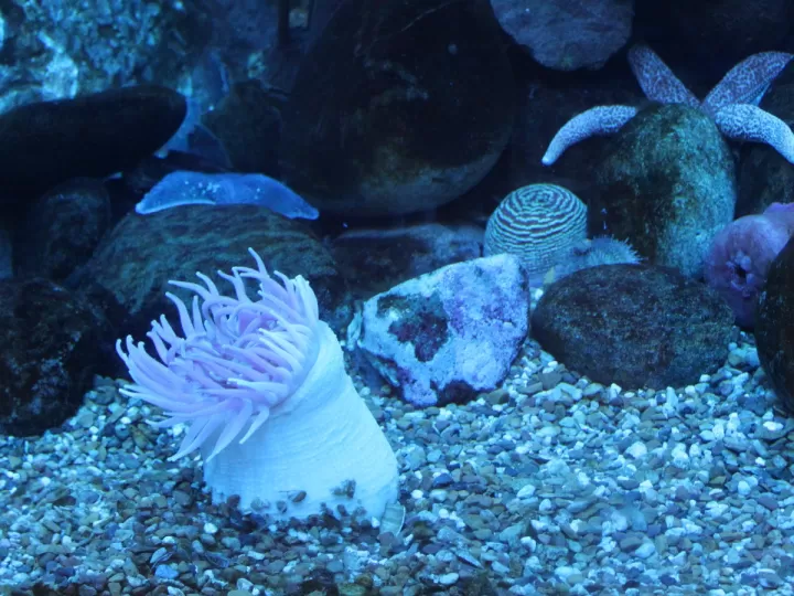 urano en acuario