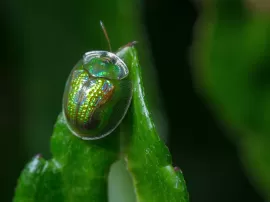 El fascinante significado espiritual del escarabajo verde brillante que debes conocer