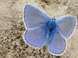 El verdadero significado detrás de la mariposa azul: descúbrelo aquí.