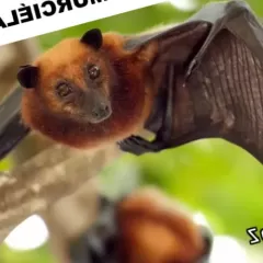Descubre el simbolismo de los murciélagos en tus sueños