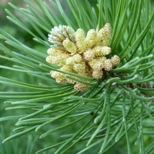 Flor de Bach Pine