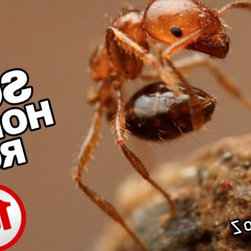 Hormigas Significado Espiritual Soñar con Hormigas Tótem Hormiga