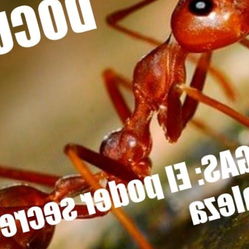 Hormigas Significado Espiritual Soñar con Hormigas Tótem Hormiga