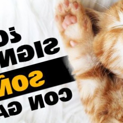 ¿Qué Significa Soñar con Gatos?
